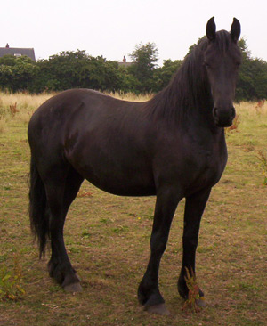 horse1